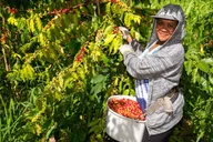 Hawaii Hala Tree Coffee Farm Tour 1 hr thumbnail 3