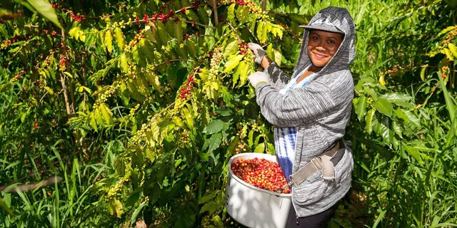 Hawaii Hala Tree Coffee Farm Tour 1 hr - Image 3