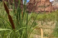 Las Vegas Zion National Park Small Group Tour thumbnail 1