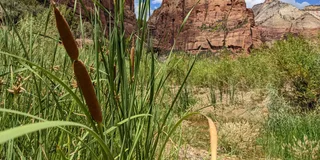 Las Vegas Zion National Park Small Group Tour