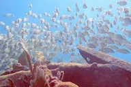 Key Largo Spiegel Grove Wreck Dive thumbnail 6