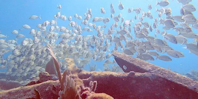 Key Largo Spiegel Grove Wreck Dive - Image 6