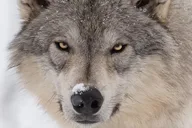 Anchorage Wildlife Tour 4 hr thumbnail 1