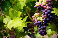 Tucson Wine Tasting Experience in the Desert thumbnail 4