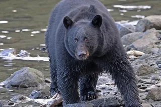 Ketchikan Attractions Tour