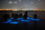 Orlando Bioluminescence Kayak Tour thumbnail 2