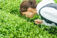 Charleston Wine Tasting and Tea Garden Tour thumbnail 3