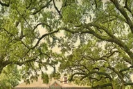 New Orleans Plantation and Airboat Tour thumbnail 1