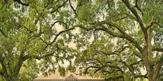 New Orleans Plantation and Airboat Tour