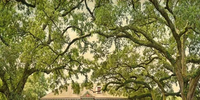 New Orleans Plantation and Airboat Tour - Image 1