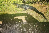 Miami Everglades Adventure Tour thumbnail 1