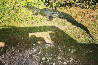 Miami Everglades Adventure Tour