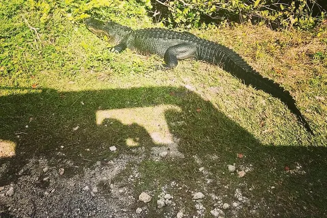 Miami Everglades Adventure Tour - Image 1