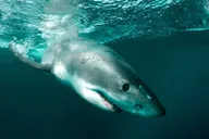 Monterey Bay Shark Watching Tour thumbnail 6
