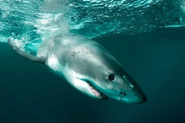 Monterey Bay Shark Watching Tour - Image 6