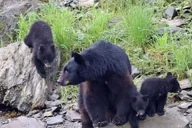 Ketchikan Alaska Native Cultural and Wildlife Tour 3 hr thumbnail 1