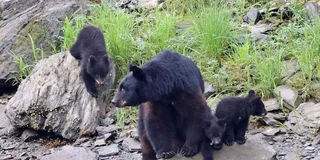 Ketchikan Alaska Native Cultural and Wildlife Tour 3 hr