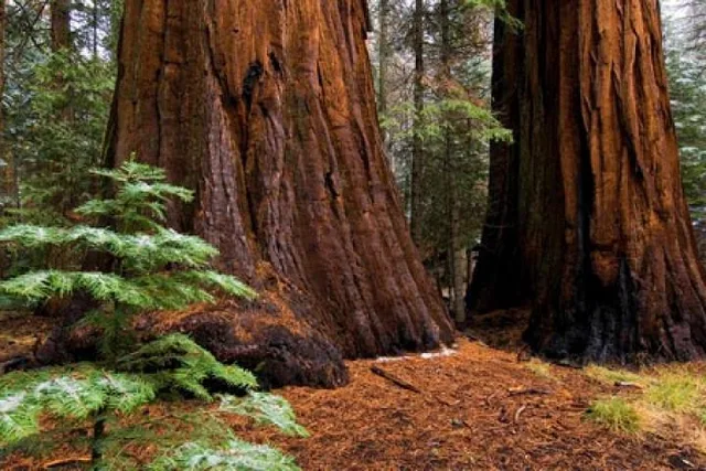 Yosemite Giant Sequoia Grove Hike - Image 3