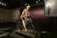 Las Vegas Bodies The Exhibition thumbnail 2