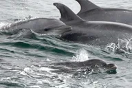 San Diego Whale Watching and Dolphin Cruise thumbnail 3
