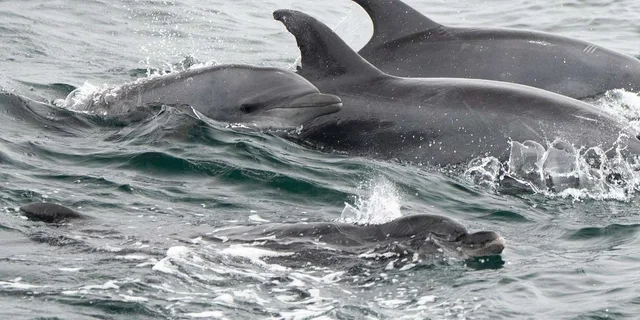 San Diego Whale Watching and Dolphin Cruise - Image 3