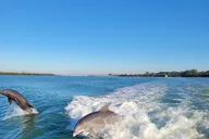 Siesta Key Funship Adventure Dolphin Cruise thumbnail 4