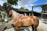 Miami Horse Photoshoot Experience thumbnail 2