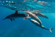 Oahu Snorkeling Tour in North Shore thumbnail 1