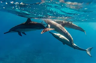 Oahu Snorkeling Tour in North Shore