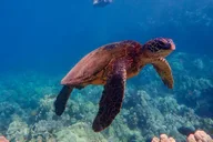 Maui Clear Kayak and Snorkel Tour thumbnail 6