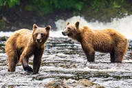 Juneau Bear Viewing Seaplane Tour thumbnail 5