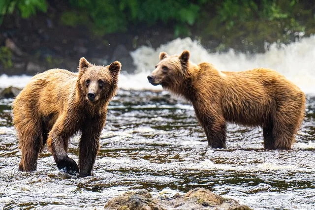 Juneau Bear Viewing Seaplane Tour - Image 5