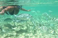 Waikiki Snorkeling Tour with Free Video & Pics 1 hr thumbnail 2