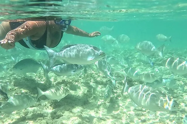 Waikiki Snorkeling Tour with Free Video & Pics 1 hr - Image 2