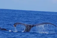 Kailua-Kona Whale Watching Cruise thumbnail 6