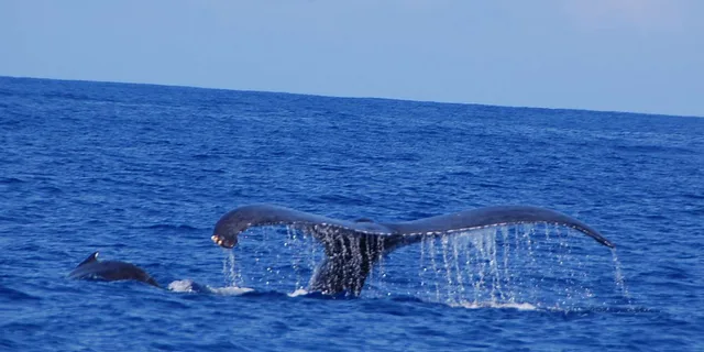 Kailua-Kona Whale Watching Cruise - Image 6