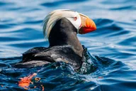 Sitka Wildlife Adventure thumbnail 2