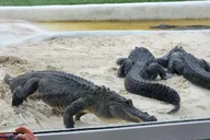 Miami Everglades Airboat Tour with Gator Encounter thumbnail 2