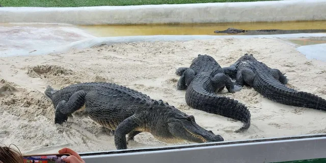 Miami Everglades Airboat Tour with Gator Encounter - Image 2