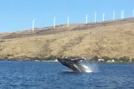 Maui Whale Watching Tour from Ma'alaea Harbor thumbnail 6