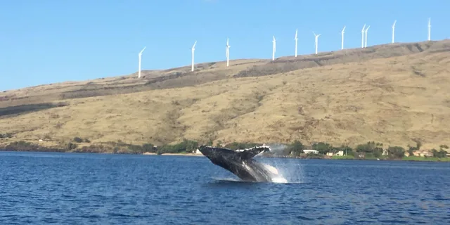Maui Whale Watching Tour from Ma'alaea Harbor - Image 6