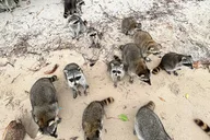 Raccoon Island Private Boat Tour thumbnail 3