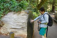 San Francisco Muir Woods and Hop-On Hop-Off Tour thumbnail 1