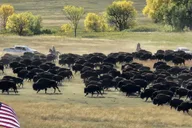 Rapid City Custer State Park Buffalo Roundup Tour thumbnail 5