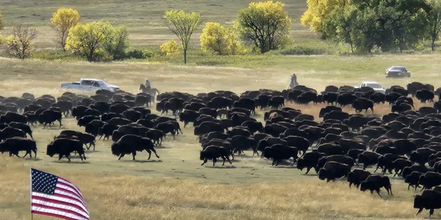 Rapid City Custer State Park Buffalo Roundup Tour - Image 5