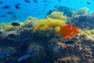 La Jolla Snorkel Gear Rental Full-Day thumbnail 2