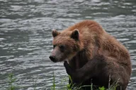 Skagway Wildlife Safari & Bear Viewing thumbnail 5