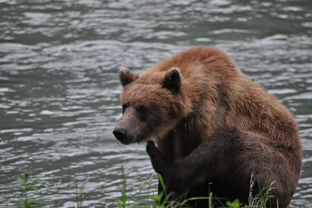 Skagway Wildlife Safari & Bear Viewing - Image 5