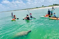 Bonita Springs Dolphin, Manatee, and Sea Turtle Adventure thumbnail 5
