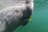 Crystal River Manatee Swim with Heated Boat thumbnail 1